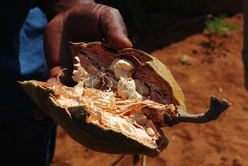 Baobab fruit, Baobab Oil