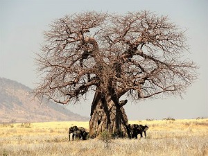 Baobab Tree