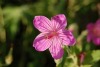geranium Flower Newsletter