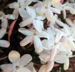 Jasmine flowers