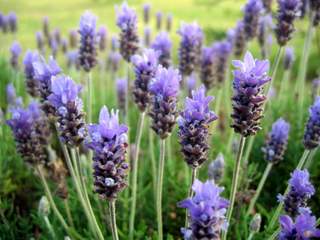 Lavender Flowers