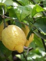 Lemon Tree Lemon Tree