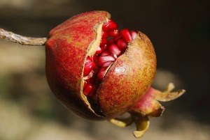 Pomegranate Oil