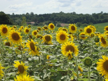 Sunflower Carrier Oil