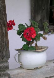 Geranium plant