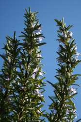 Rosemary plant