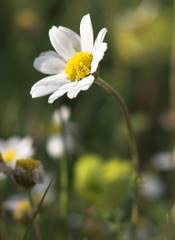 Chamomile Essential Oil