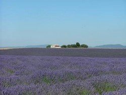 Lavender Field