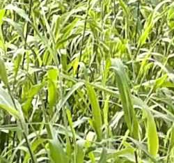 palmarosa grass
