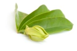 Ylang ylang essential oil